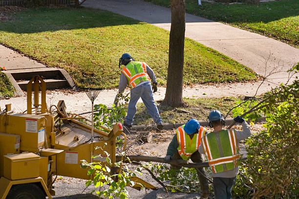 Best Tree Maintenance Programs  in Cobb Island, MD